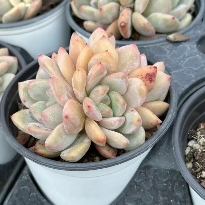 Echeveria Ariel Clustering - Image 2