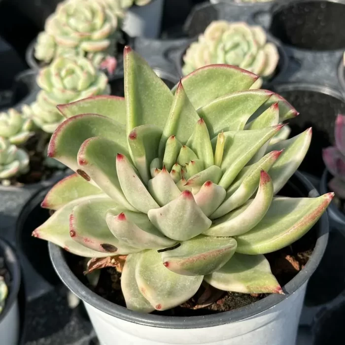 e202-41.webp Echeveria 'Ek Soul' Variegated - Image 2