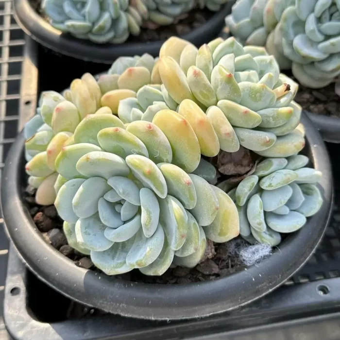 Echeveria Maxwell Clustering - Image 2