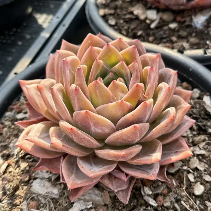 Echeveria Wine Champagne - Image 2