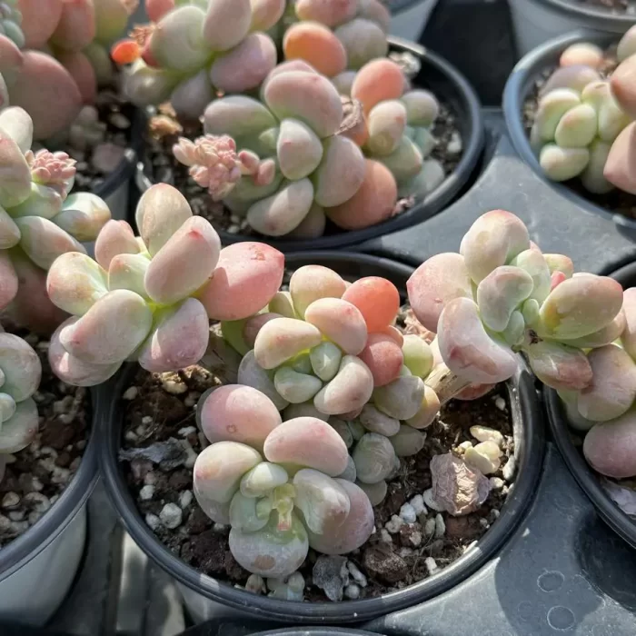Graptosedum Miul Clustering - Image 2