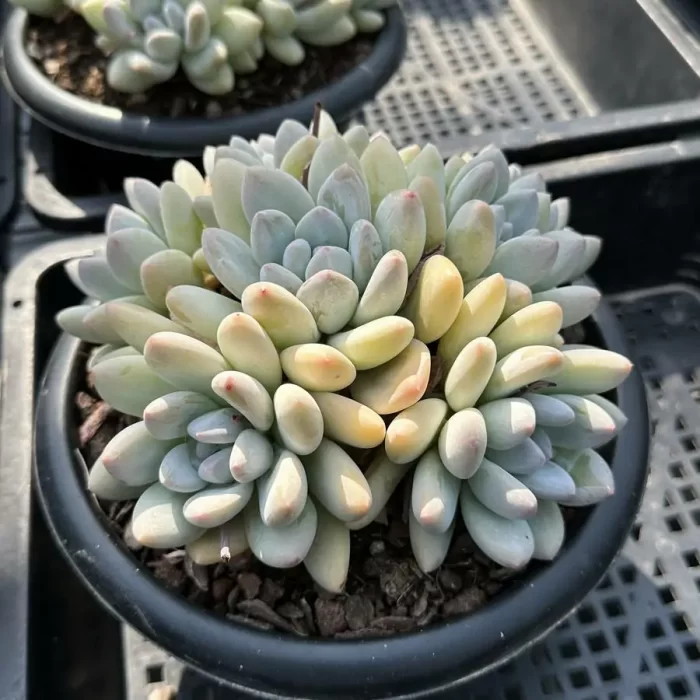 Echeveria Perfume Clustering - Image 2