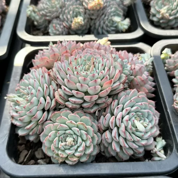 Echeveria Blue Minima Clustering - Image 2