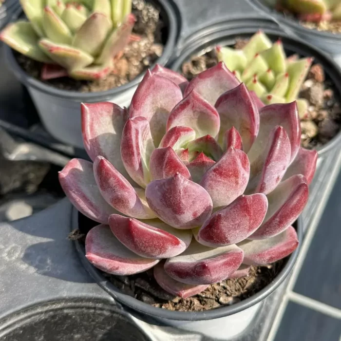 Echeveria Dare Devil - Image 2
