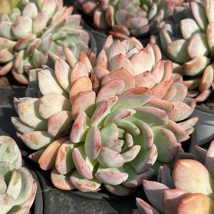 Echeveria Star Mark Clustering - Image 2