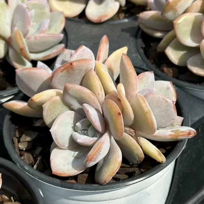 Echeveria Cream Tea - Image 2