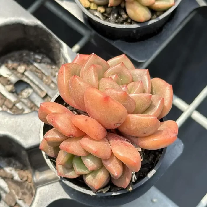 Echeveria Flower buds double head - Image 2