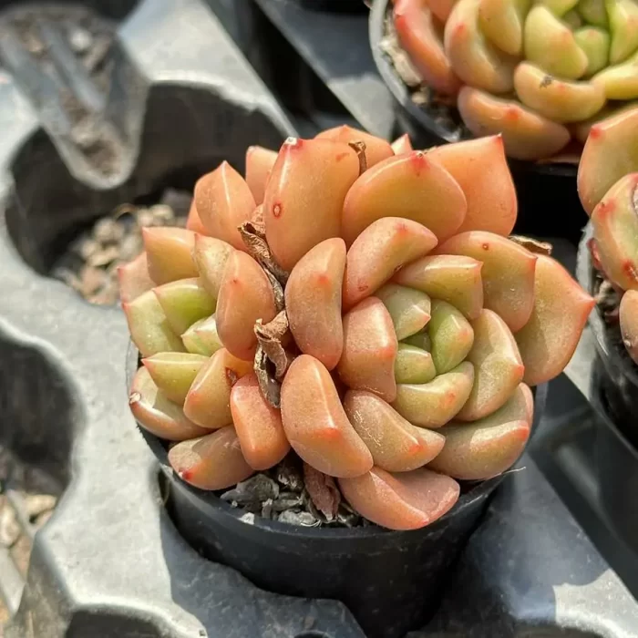 Echeveria Flower buds clustering - Image 2