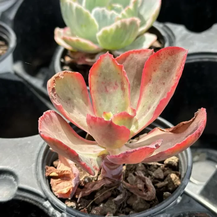 Echeveria tornado - Image 2