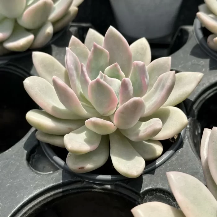 Graptoveria 'Opalina'variegated - Image 2