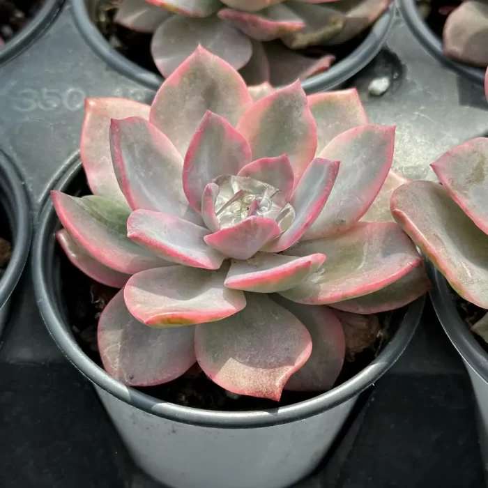 Echeveria Pink Harry - Image 2