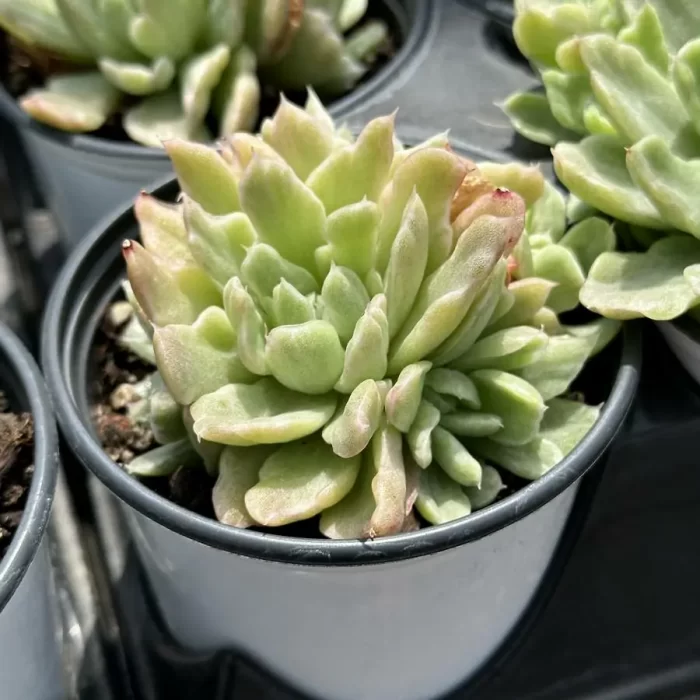 Echeveria Floriana variegated clustering - Image 2