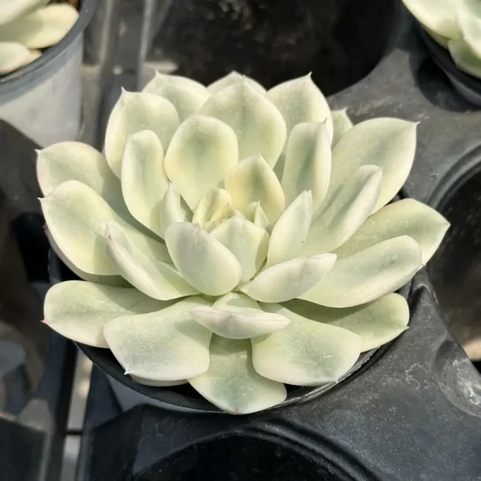 Echeveria 'Moon Fairy'variegated - Image 2
