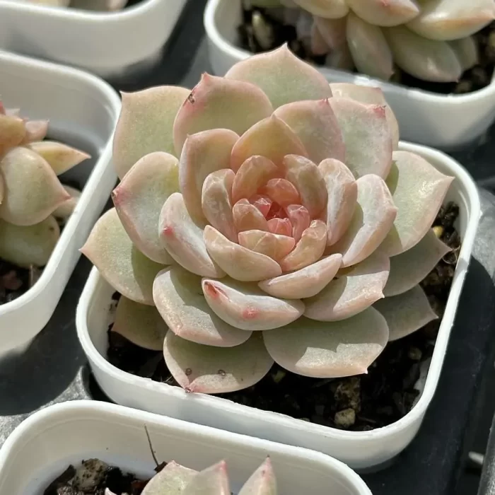 Echeveria Freud - Image 2
