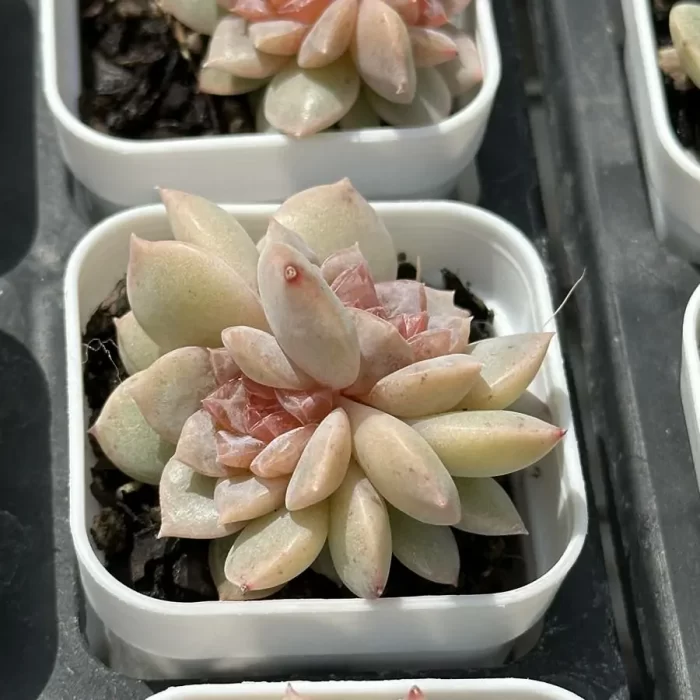 Echeveria Echeveria Freud Double Head - Image 2