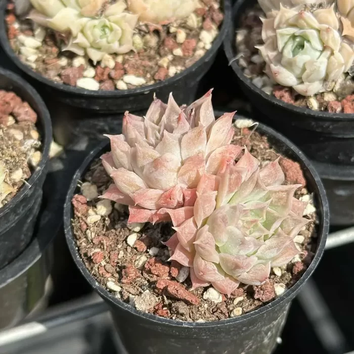 Echeveria Sp. Gilo Double Head - Image 2