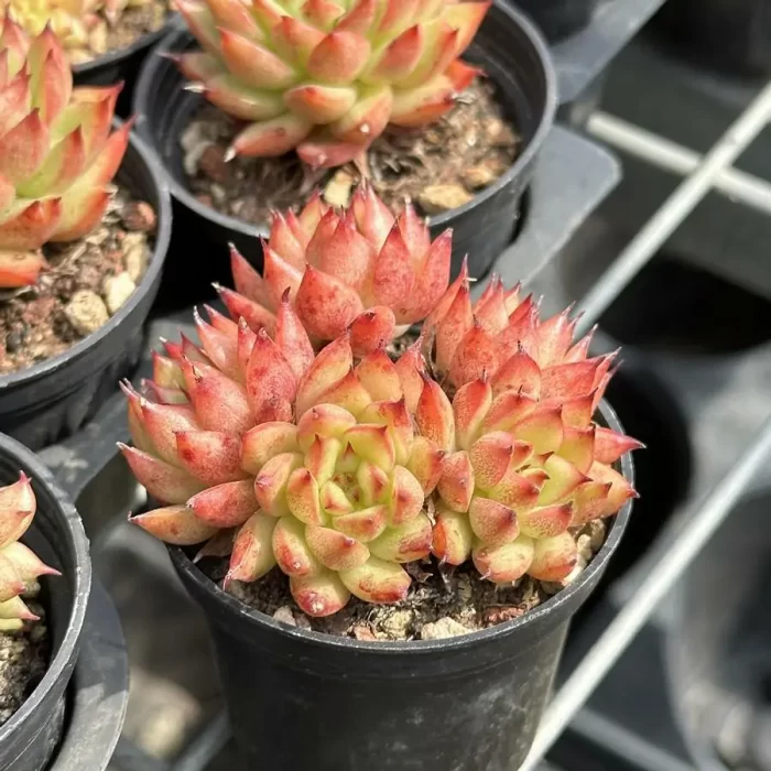 Echeveria Meteor Shower Clustering - Image 2