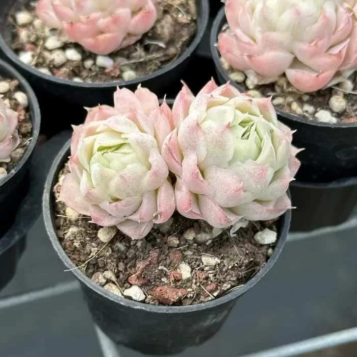 Echeveria Pear Horn Double Head - Image 2