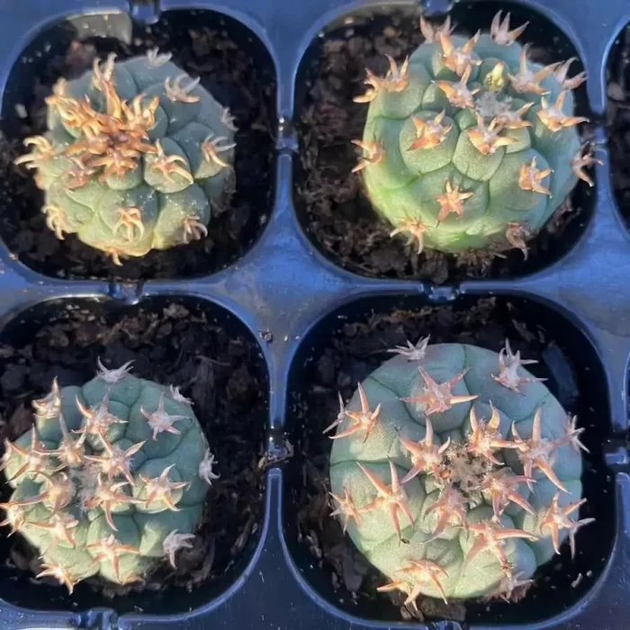 e (1) Cactus-Gymnocalycium spegazzinii - Image 1