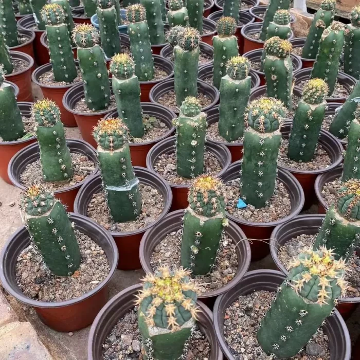 e (1) Cactus-Gymnocalycium spegazzinii (Grafted) - Image 2