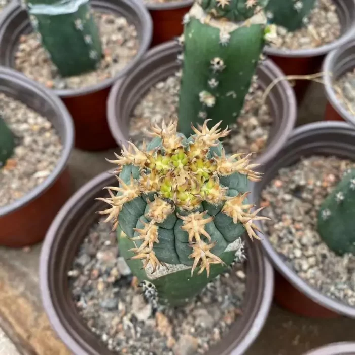 e (2) Cactus-Gymnocalycium spegazzinii (Grafted) - Image 1