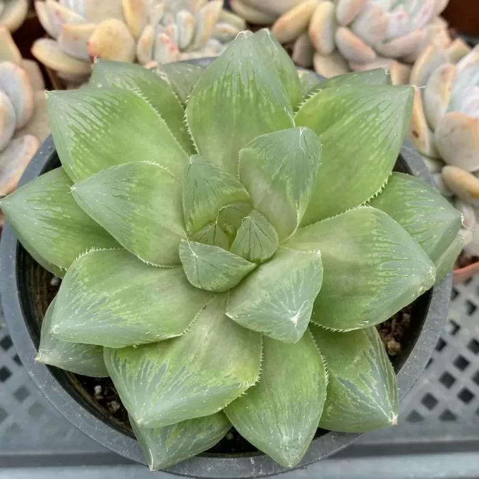 Haworthia Cooperi Devil - Image 1