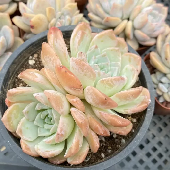 e201-11.webp Echeveria Elly Queen Double Heads - Image 1