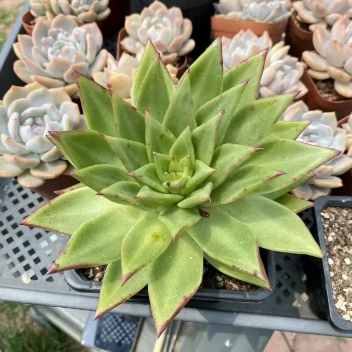 e201-14.webp Echeveria Lipsticks - Image 1