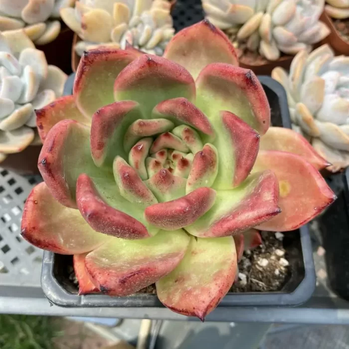 e201-15.webp Echeveria Armstrong - Image 1