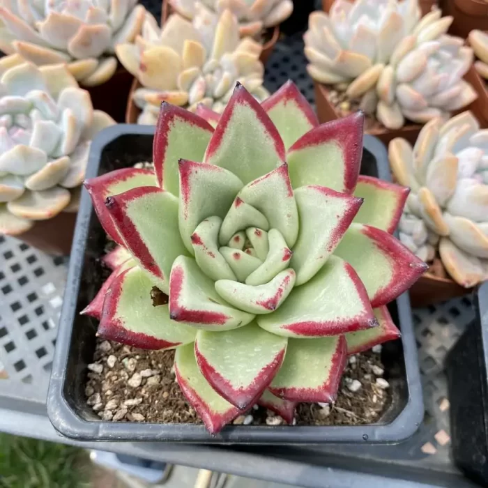 Echeveria agavoides Ebony - Image 1