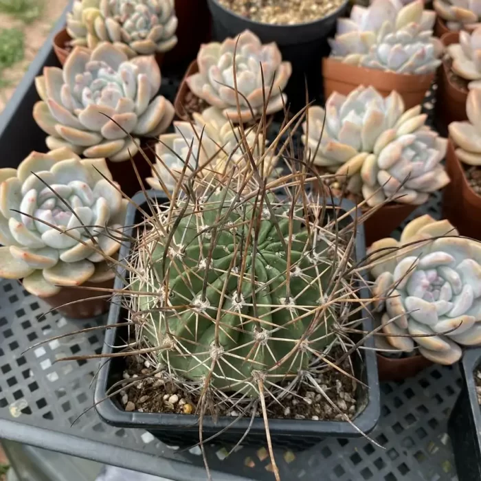 e201-24.webp Cactus-Echinopsis ferox - Image 1