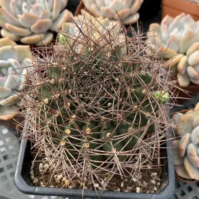 e201-27.webp Cactus-Gymnocalycium schickendantzii - Image 1