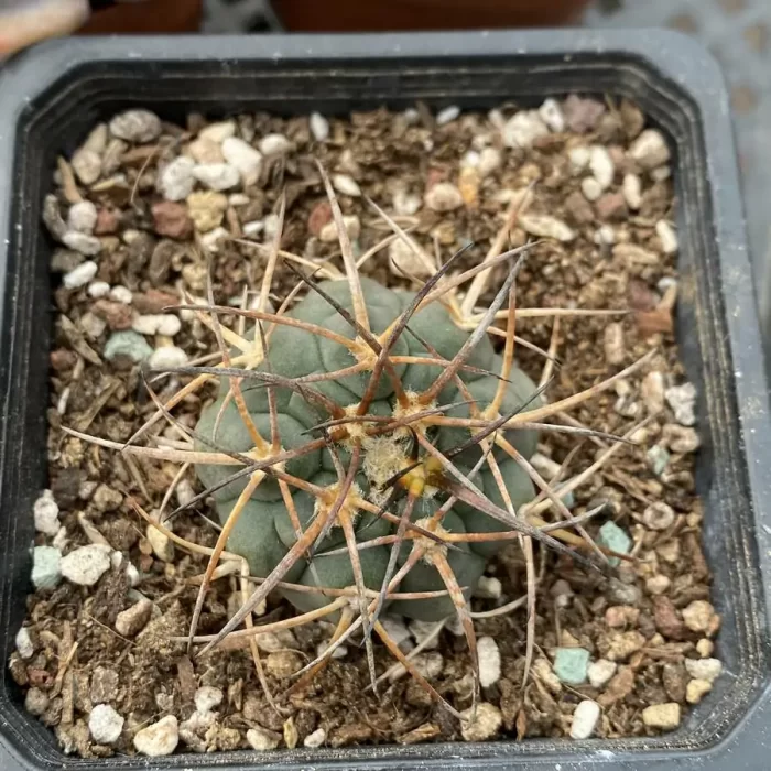 e201-29.webp Cactus-EchinoCactus-Chaocupingwan - Image 1