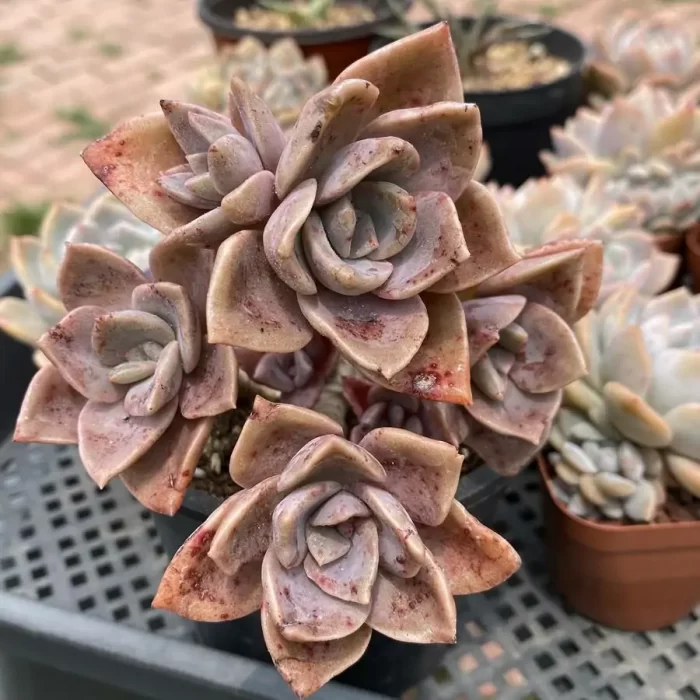 Echeveria Atropurpurea (Multi Heads Old Stem) - Image 1