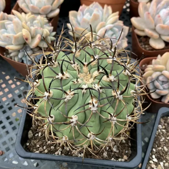 e201-33.webp Cactus-Eriosyce Obsidian - Image 1