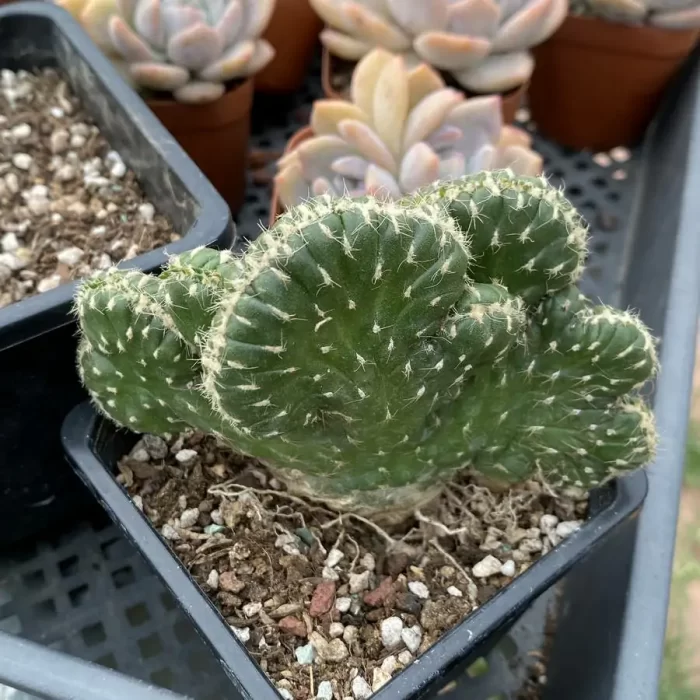 e201-34.webp Cactus-Platycodon general embroidery - Image 1