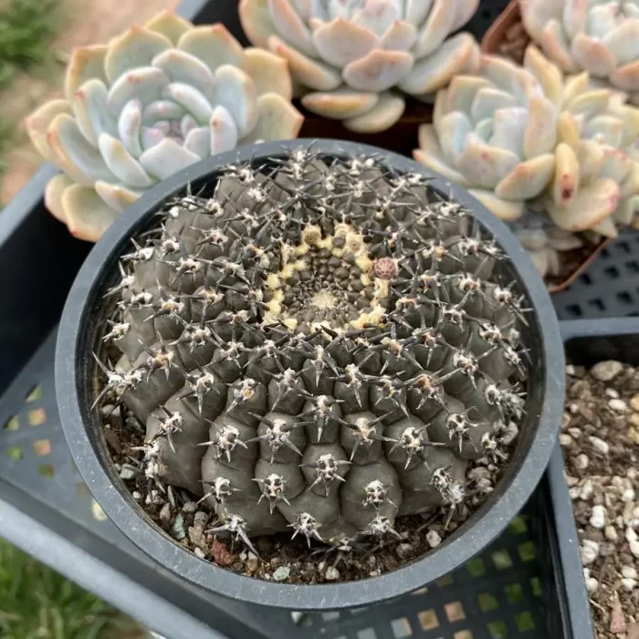 e201-35.webp Cactus-Gymnocalycium Black Thorn Crested - Image 1