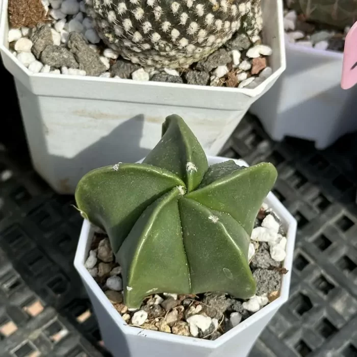 e201-37.webp Cactus-Astrophytum myriostigma - Image 1