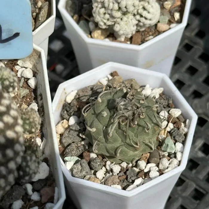 e201-38.webp Cactus-Turbinicarpus klinkerianus - Image 1