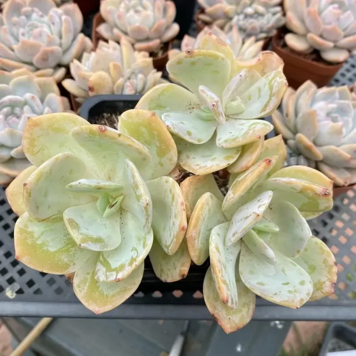 e201-4.webp Echeveria Hakuhou Clustering (Old Stem) - Image 1