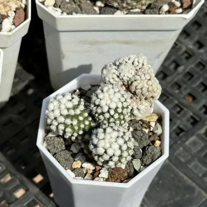 e201-40.webp Cactus-Mammillaria gracilis - Image 1