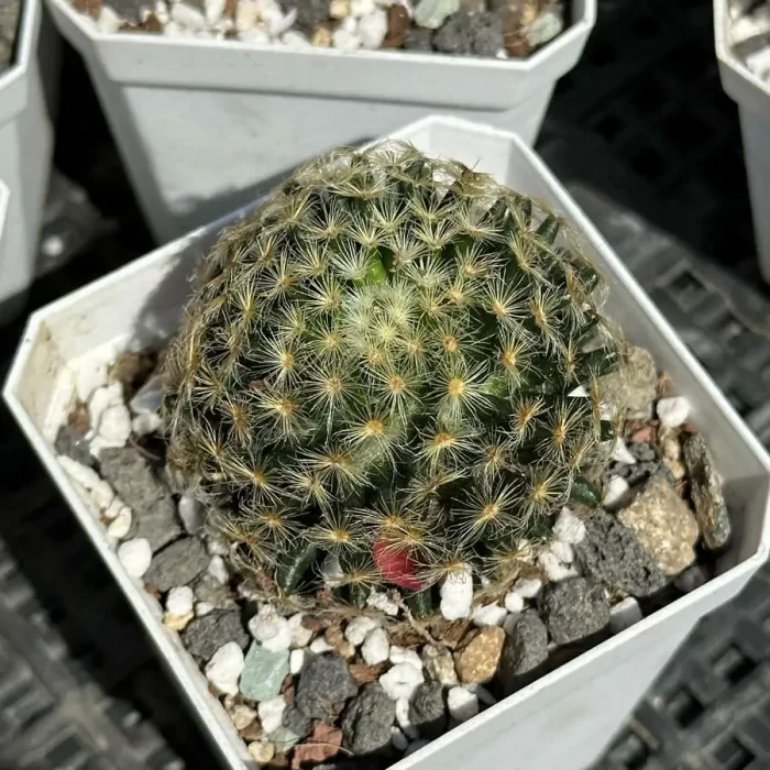 e201-41.webp Cactus-Mammillaria schiedeana red flower - Image 1