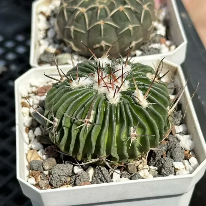 e201-42.webp Cactus-Echinofossulo - Image 1