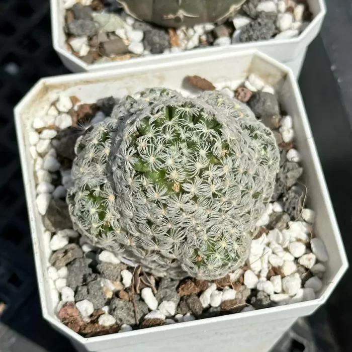e201-43.webp Cactus-Mammillaria duwei - Image 1