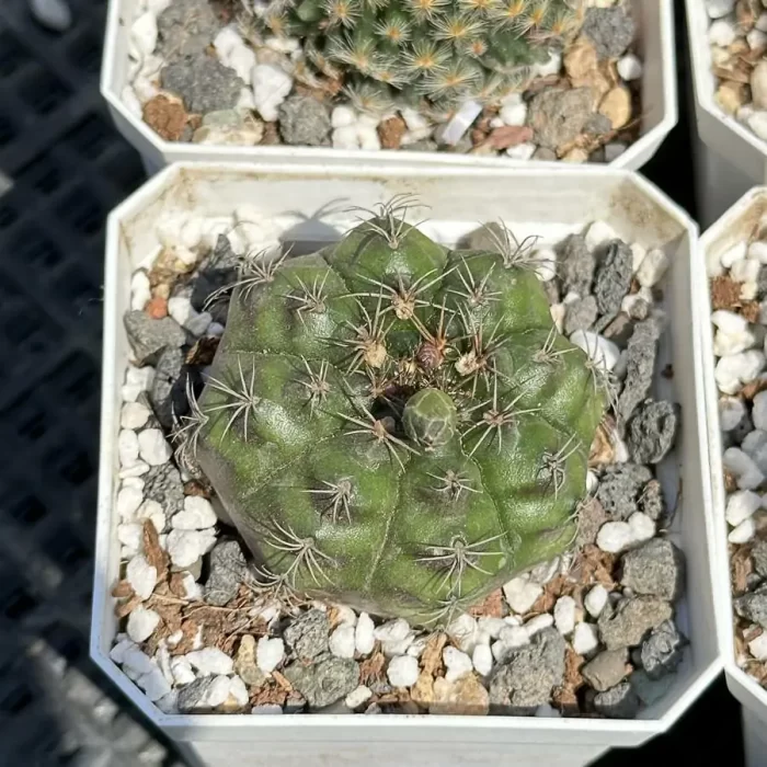 e201-46.webp Cactus-Gymnocalycium?anisitsii(K.Schum.) - Image 1