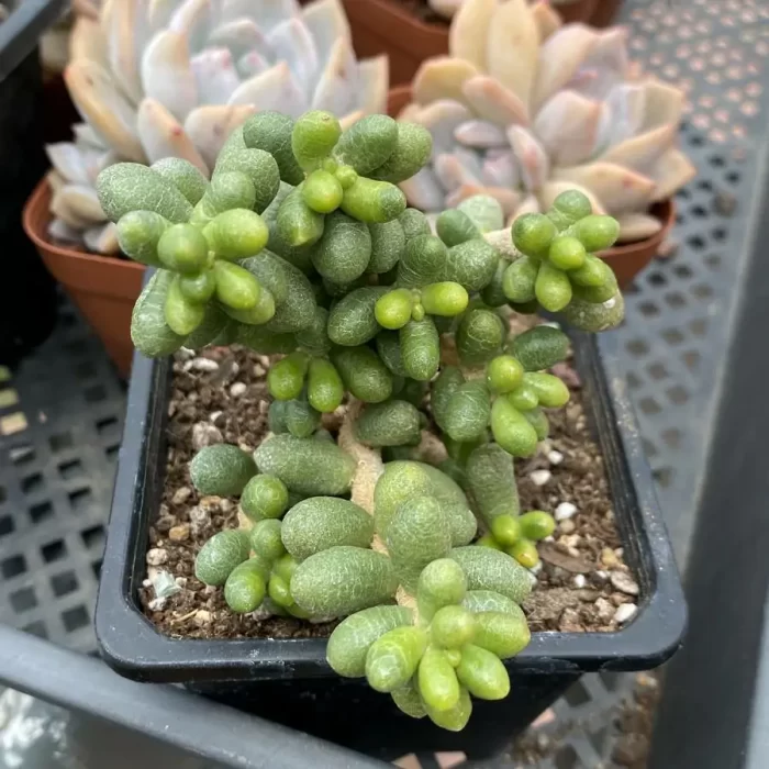 e201-5.webp Sedum Hernandezii - Image 1