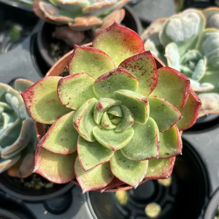 e201-52.webp Echeveria Caroline - Image 1