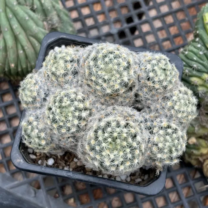 e201-54.webp Cactus-Mammillaria schiedeana clustering - Image 1