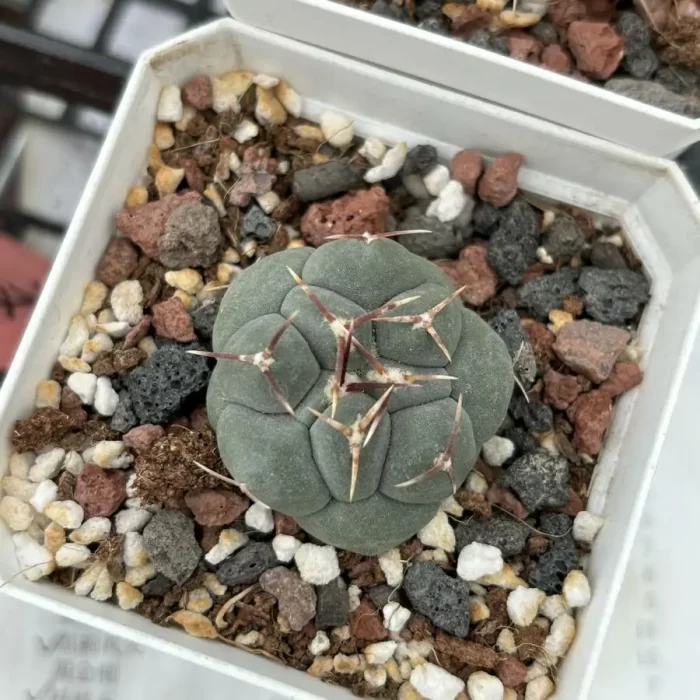 e201-55.webp Cactus-TheloCactus-hexaedrophorus - Image 1