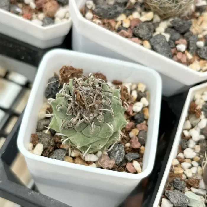 e201-56.webp Cactus-Turbinicarpus schmiedickeanus - Image 1